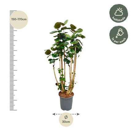 Fiederaralie – Polyscias Fabian – Zimmerpflanze 160cm – Ø30cm – Exotische Grünpflanze mit glänzenden Blättern – XXL – Pflanze für Wohnzimmer & Büro