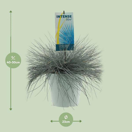 Blau-Schwingel Festuca Glauca Intense Blue – Ø23cm – ↕50cm – Winterharte Zierpflanze mit intensiv blauem Laub – Pflegeleichtes Schwingelgras für Beet, Kübel & Steingarten