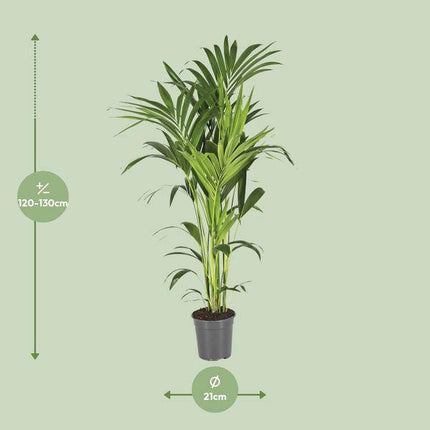 Kentiapalme Howea Forsteriana – Ø21cm – ↕130cm – Pflegeleichte Zimmerpalme mit luftreinigender Wirkung – Tropische Grünpflanze für Wohnzimmer, Büro & Wintergarten