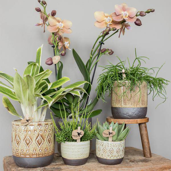 Sukkulente Echeveria Miranda – Grüne Rosettenpflanze – Ø6cm – Pflegeleichte Zimmerpflanze – In Blumenerde – Für helle Standorte