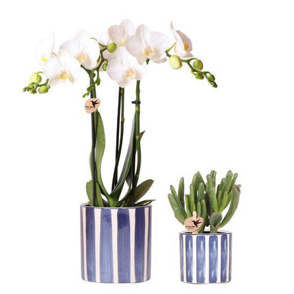 Pflanzset Phalaenopsis Orchidee Amabilis Weiß & Sukkulente Crassula Hobbit – Im blauen Painted Stripe Keramiktopf Ø9cm + Ø6cm