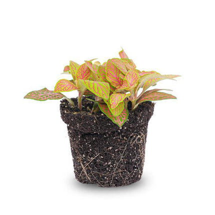 Fittonia Ruby Lime – Mosaikpflanze – Tropische Zimmerpflanze mit dekorativen Blättern in Rot & Grün – Terrarienpflanze & bunte Grünpflanze für Wohnzimmer, Büro & Urban Jungle