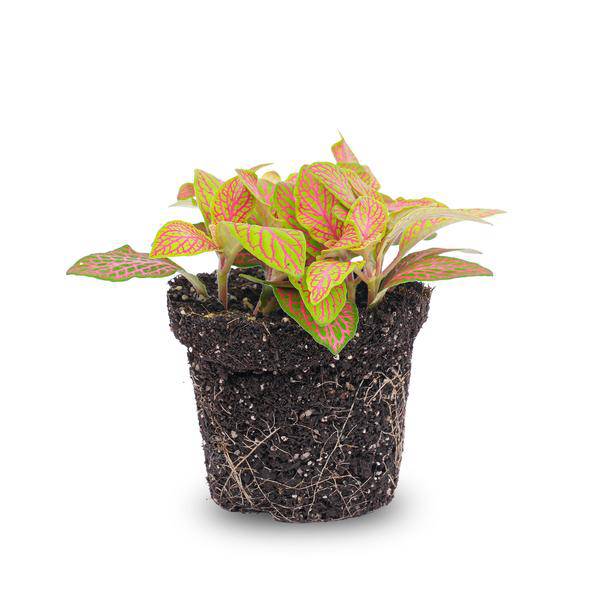 Fittonia Ruby Lime – Mosaikpflanze – Tropische Zimmerpflanze mit dekorativen Blättern in Rot & Grün – Terrarienpflanze & bunte Grünpflanze für Wohnzimmer, Büro & Urban Jungle