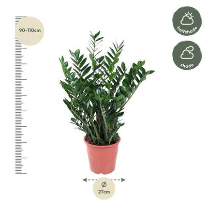 Glücksfeder – Zamioculcas Zamiifolia – Zimmerpflanze – Ø27cm – ↕100cm – Pflegeleicht & Stilvoll – Für Zuhause & Büro