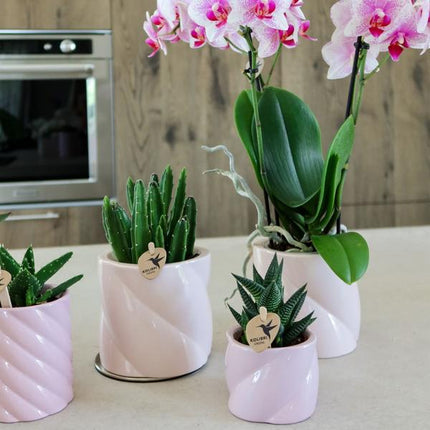 Candy Dekotopf Rosa – Ø6cm – Runder Keramik Blumentopf – Moderner Mini Blumentopf für Orchideen & kleine Zimmerpflanzen – Dekoration für Wohnzimmer, Küche & Büro