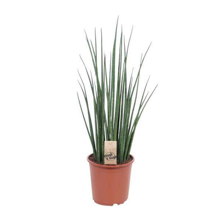 Bogenhanf – Sansevieria Mikado – Zimmerpflanze – Ø19cm – ↕70cm – Schwiegermutterzunge – pflegeleicht & luftreinigend – dekorative grüne Pflanze für Wohnzimmer, Büro & Schlafzimmer