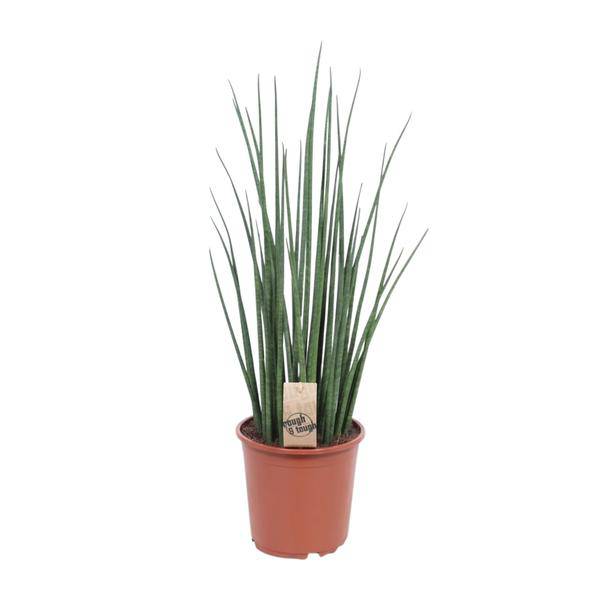 Bogenhanf – Sansevieria Mikado – Zimmerpflanze – Ø19cm – ↕70cm – Schwiegermutterzunge – pflegeleicht & luftreinigend – dekorative grüne Pflanze für Wohnzimmer, Büro & Schlafzimmer