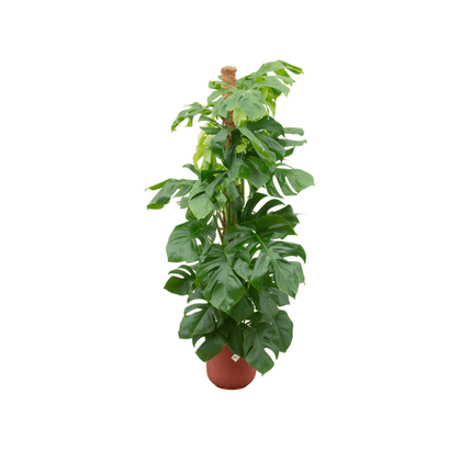 Monstera Pertusum – Fensterblatt – Ø26cm – ↕150cm – Mit dekorativem Jazz Topf Rot – Große Zimmerpflanze im Pflanzset