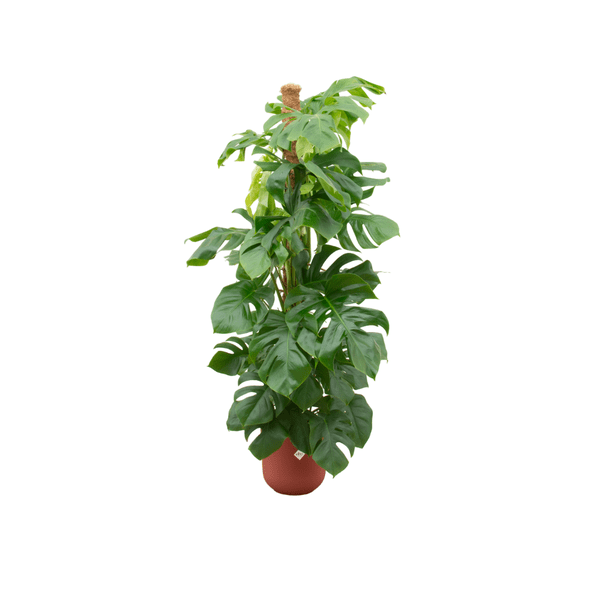 Monstera Pertusum – Fensterblatt – Ø26cm – ↕150cm – Mit dekorativem Jazz Topf Rot – Große Zimmerpflanze im Pflanzset