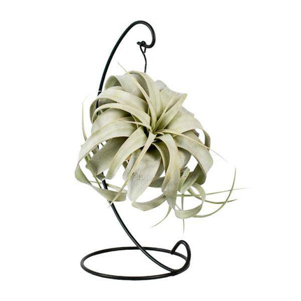 Luftpflanze Tillandsia King Xero – Ø12cm – ↕23cm – Pflegeleichte Tillandsie ohne Erde – Exotische Zimmerpflanze für Wohnzimmer, Büro & moderne Deko