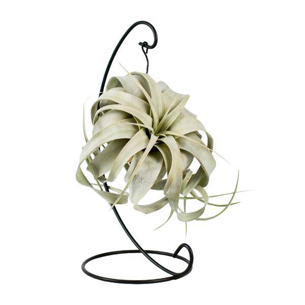 Luftpflanze Tillandsia King Xero – Ø12cm – ↕23cm – Pflegeleichte Tillandsie ohne Erde – Exotische Zimmerpflanze für Wohnzimmer, Büro & moderne Deko