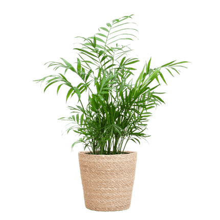 Chamadorea Elegans Mexikanische Bergpalme – Zimmerpflanze ca. 55cm – Ø17cm – Im handgeflochtenen Pflanzkorb Sofia Natur – Elegante, pflegeleichte Zimmerpalme