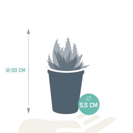 Sukkulenten Mix Gasteria & Haworthia – 5 Pflanzen – Ø5,5cm Zimmerpflanzen im Terrakotta-Topf – Pflegeleichte Mini-Sukkulenten – Dekopflanzen für Fensterbank, Büro & Wohnzimmer