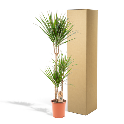 Drachenbaum Dracaena Marginata – Zimmerpflanze – Ø21cm x ↕120cm – Tropische Grünpflanze mit luftreinigend – Pflegeleicht