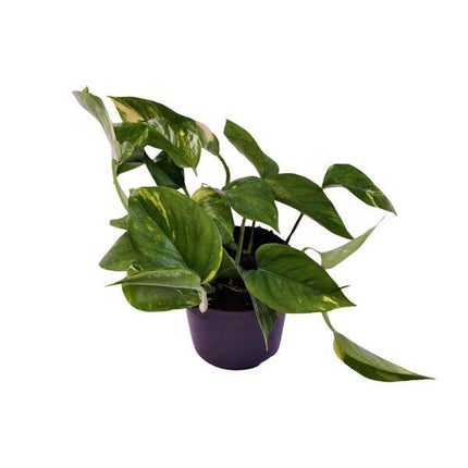 Efeutute Scindapsus Epipremnum Aureum – Ø12cm – ↕25cm – Pflegeleichte Rankpflanze & luftreinigende Zimmerpflanze – Grünpflanze für Wohnzimmer, Büro & Schlafzimmer