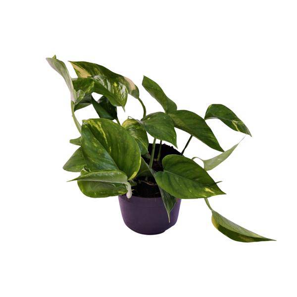 Efeutute Scindapsus Epipremnum Aureum – Ø12cm – ↕25cm – Pflegeleichte Rankpflanze & luftreinigende Zimmerpflanze – Grünpflanze für Wohnzimmer, Büro & Schlafzimmer