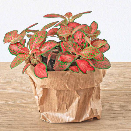 Fittonia Ruby Lime – Mosaikpflanze – Tropische Zimmerpflanze mit dekorativen Blättern in Rot & Grün – Terrarienpflanze & bunte Grünpflanze für Wohnzimmer, Büro & Urban Jungle