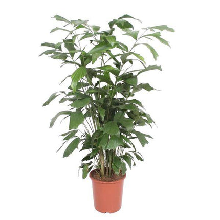 Fischschwanzpalme – Caryota Mitis – Zimmerpflanze – 140cm – Ø27cm – Exotische Palme mit fächerförmigen Blättern für Wohnzimmer und Büro