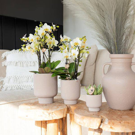 Sukkulente Echeveria Miranda – Grüne Rosettenpflanze – Ø6cm – Pflegeleichte Zimmerpflanze – In Blumenerde – Für helle Standorte