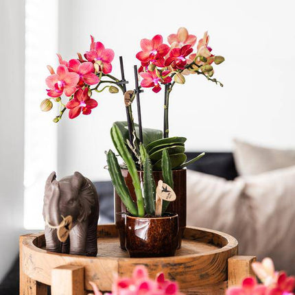 Aasblume – Stapelia – Zimmerpflanze –  Ø6cm – Exotische & pflegeleichte Sukkulente – Seltene Kaktusart für Wohnzimmer, Büro & Pflanzenliebhaber