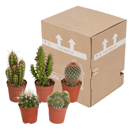 Kakteen Mix – 5 Pflanzen – Ø5,5cm – Bunte Zimmerpflanzen Mischung – Pflegeleichte Mini Kakteen direkt vom Züchter – Verschiedene Arten & Formen