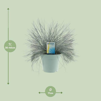 Blauschwingel – Festuca Glauca Intense Blue – Ziergras Ø17cm – Höhe ca. 35cm – winterhartes pflegeleichtes Garten- und Kübelgras mit intensiv blauem Laub