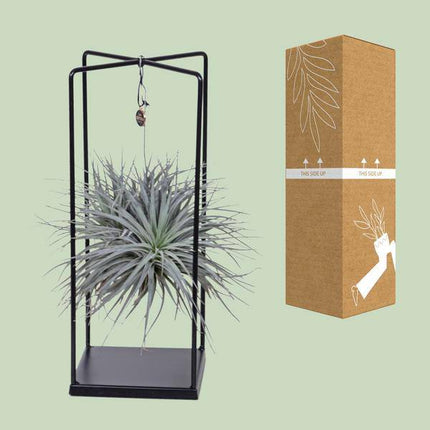 Luftpflanze Tillandsia Mix – Ø20cm – ↕20-35cm – Exotische Zimmerpflanzen ohne Erde – Tillandsia ionantha Abdita