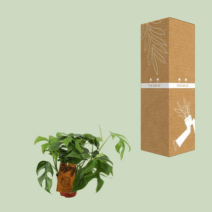 Fensterblatt – Monstera Minima – Zimmerpflanze – Ø12cm – ↕30cm – Kompakte & pflegeleichte Grünpflanze – Dekorative Kletterpflanze für Innenräume