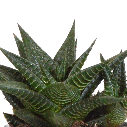 Sukkulenten Mix Gasteria & Haworthia – 3 Pflanzen – Ø8,5cm Zimmerpflanzen im Terrakotta-Topf – Verschiedene Mini-Sukkulenten – Pflegeleichte Pflanzen für Fensterbank, Büro & Wohnzimmer