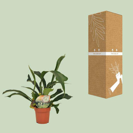 Geweihfarn – Platycerium bifurcatum – Zimmerpflanze – Ø12cm – ca. 35cm hoch – dekorative pflegeleichte Farnpflanze für Innenräume