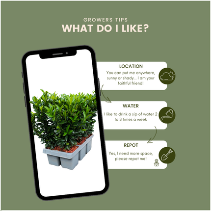 Euonymus Green Spire – Japanischer Spindelstrauch – 12 Pflanzen Ø7cm – ↕15cm – Immergrün & Winterhart – Buchsbaum Ersatz für Hecke und Garten