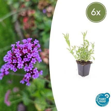 Verbena bonariensis – 6 Pflanzen – Patagonisches Eisenkraut – Lila Blüten – Schmetterlings- & Bienenfreundlich – Pflegeleicht & Winterhart