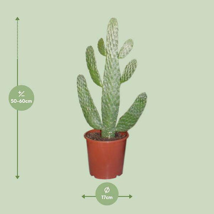 Feigenkaktus Opuntia Consolea – Zimmerpflanze Ø17cm ↕55cm – dekorativer pflegeleichter Kaktus für Wohnzimmer Büro Balkon