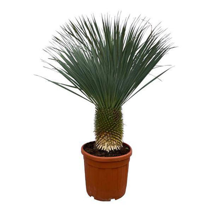 Yucca Rostrata – Palmlilie – Zimmerpflanze oder Gartenpflanze – Höhe ca. 160cm – Ø50cm – Exotische Wüstenpflanze