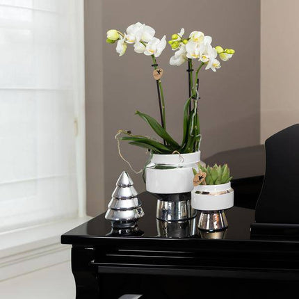Phalaenopsis Orchidee Weiß – Amabilis – Ø9cm x H40cm – Le Chic Deko – Topf Silber – Blühende Zimmerpflanze mit 2-3 Zweigen