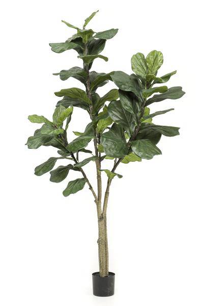 Kunstpflanze Ficus Lyrata – Geigen-Feige – 180cm – Hochwertige künstliche Pflanze mit großen naturgetreuen Blättern – Immergrüne Dekopflanze für Wohnzimmer, Büro & Innenräume – Pflegefrei & langlebig