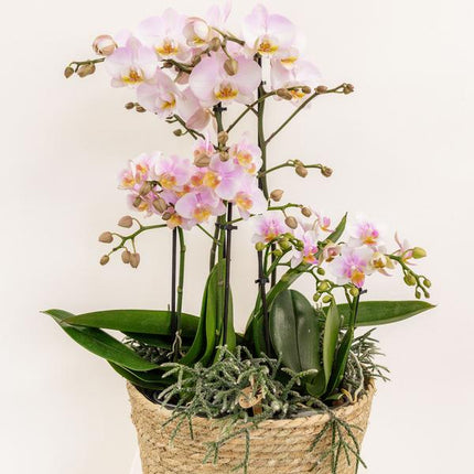 Einlage mit Wasserreservoir für Orchideenschale – Bewässerungssystem für Orchideen – Feldstrauß 1x12cm + 2x9cm + 3x WaterWicks – Ø25cm