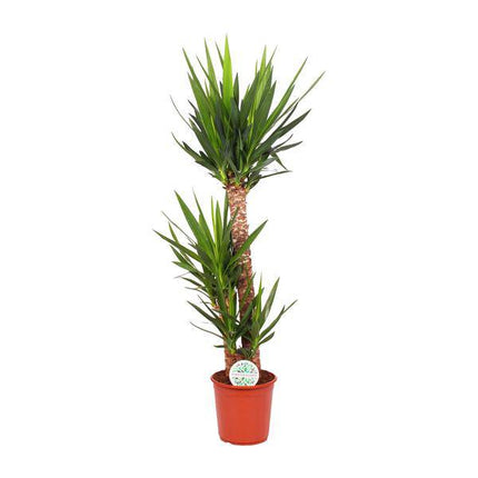 Palmlilie – Yucca Elephantipes – Zimmerpflanze – Ø24cm – ↕125cm Höhe – Pflegeleichte luftreinigende Grünpflanze für Wohnung & Büro