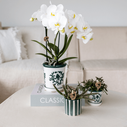 Phalaenopsis Orchidee Amabilis Weiß – Zimmerpflanze Ø9cm – inkl. Malaga Ziertopf Grün – Elegante Orchidee mit 2–3 Blütenstielen – Dekoratives Pflanzenset für Wohnzimmer, Büro & Geschenkidee