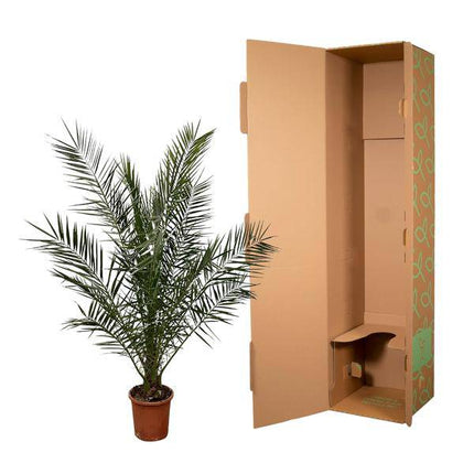 Phönix Canariensis – Kanarische Dattelpalme – Palme ca. 180cm hoch – Ø24cm – Exotische Zimmer- & Gartenpflanze