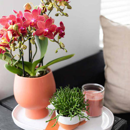 Rote Phalaenopsis-Orchidee Kongo – Blühende Zimmerpflanze – Ø9cm – 2–3 kräftige Zweige – Multiflora-Blüten – Perfekt für Couchtisch & Deko