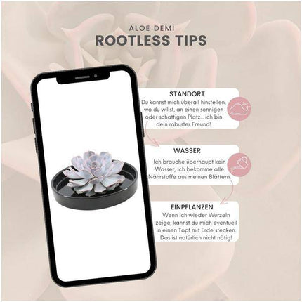 Sukkulente – Echeveria lilacina ROOTLESS – Ø20cm Schale „Schwarz“ – Zimmerpflanze ohne Wurzeln – Pflegeleichte Schnitt-Sukkulente als Tischdeko & Geschenkidee