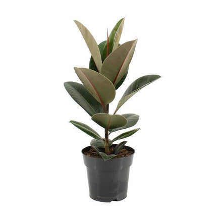 Gummibaum Ficus Elastica Robusta – Ø17cm – ↕55cm – Pflegeleichte Zimmerpflanze mit großen, glänzenden Blättern – Luftreinigende Grünpflanze für Wohnzimmer, Büro & Wintergarten