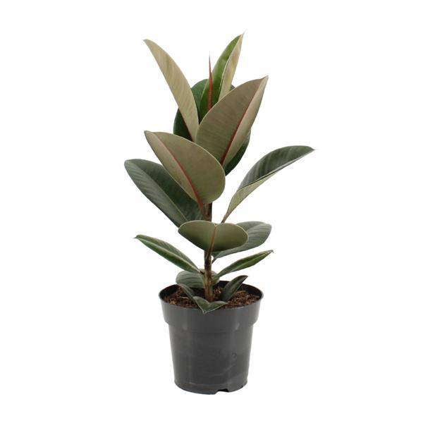 Gummibaum Ficus Elastica Robusta – Ø17cm – ↕55cm – Pflegeleichte Zimmerpflanze mit großen, glänzenden Blättern – Luftreinigende Grünpflanze für Wohnzimmer, Büro & Wintergarten