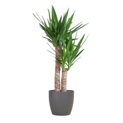 Yucca Elephantipes – Riesen-Palmlilie – Zimmerpflanze – ca. 90cm hoch – Ø21cm – In Übertopf Viber Schwarz – Pflegeleicht & nachhaltig
