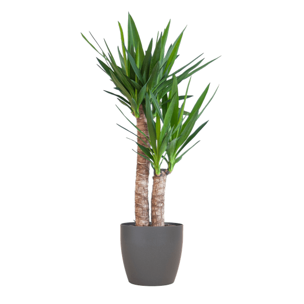 Yucca Elephantipes – Riesen-Palmlilie – Zimmerpflanze – ca. 90cm hoch – Ø21cm – In Übertopf Viber Schwarz – Pflegeleicht & nachhaltig