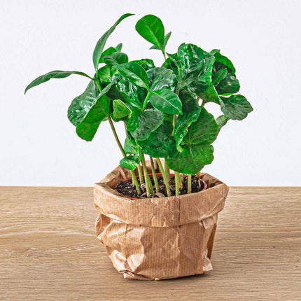 Kaffeepflanze Coffea Arabica Zimmerpflanze – pflegeleichte Grünpflanze für Wohnzimmer, Büro & helle Standorte kaufen