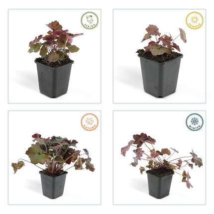Purpurglöckchen – Heuchera mic. 'Palast Lila' – Zierpflanze – Ø9 cm – 40 Pflanzen – dunkel-purpur Blätter – schattenverträglich & pflegeleicht
