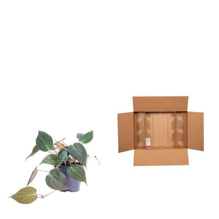 Philodendron scandens 'Micans' – Baumfreund – Zimmerpflanze ↕25cm – Ø12cm – Herzblatt-Philodendron mit samtigen Blättern – Hänge- & Kletterpflanze für Wohnzimmer & Büro