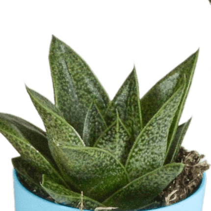 Sukkulenten Mix Gasteria & Haworthia – 5 Pflanzen – Ø5,5cm Zimmerpflanzen im Kunststofftopf mit Holzbeinen – Verschiedene Mini-Sukkulenten – Pflegeleichte Pflanzen für Fensterbank, Büro & Wohnzimmer